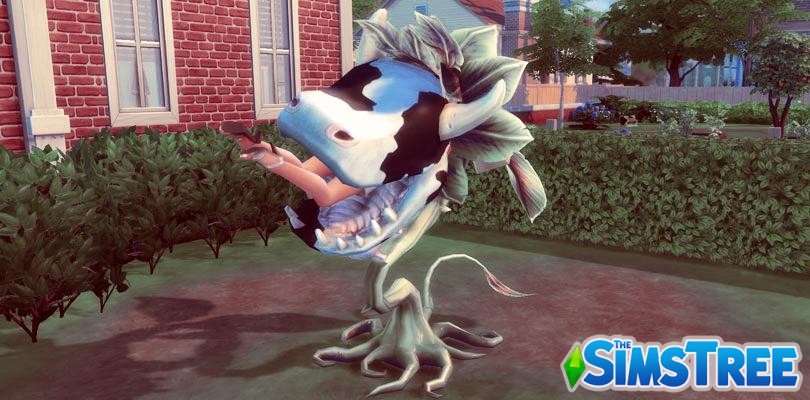 Челлендж «Любовь до гроба» (Чёрная вдова)